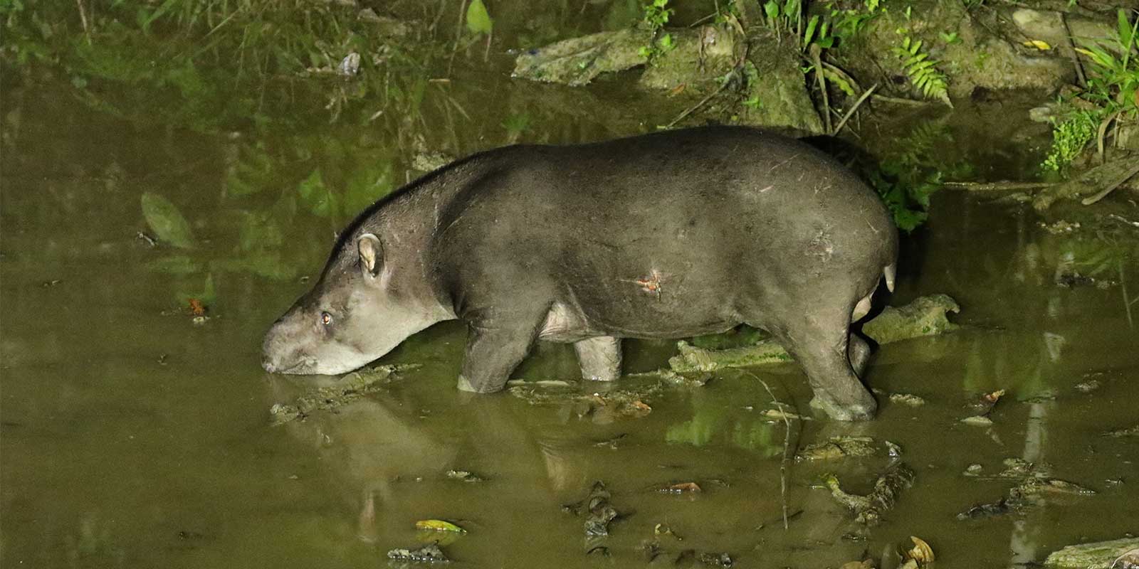 Tapir in Tapir Clay Lick In Bonanza Ecological Reserve
