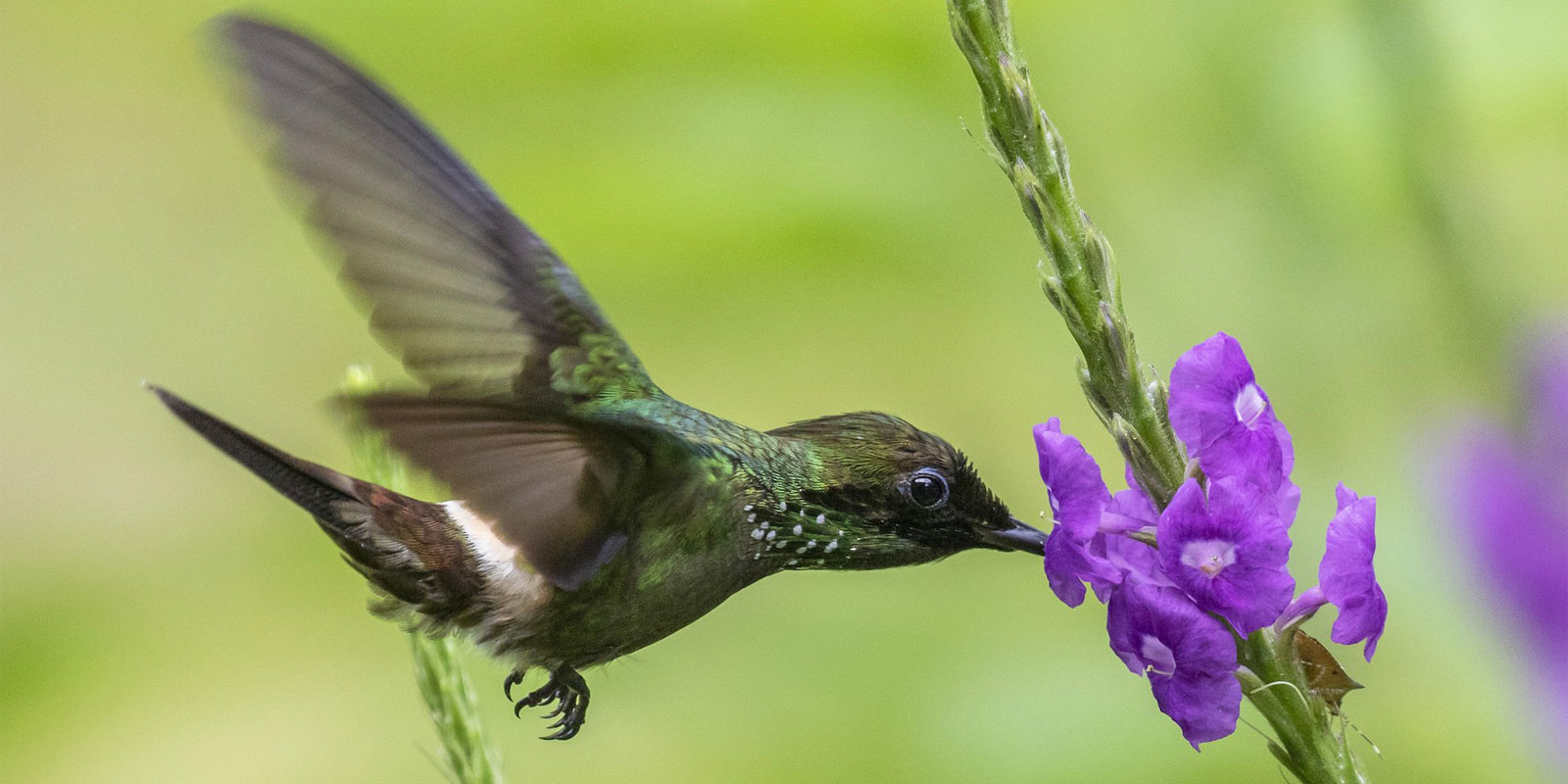 Colibris en Albergue de Bosque de Nuves