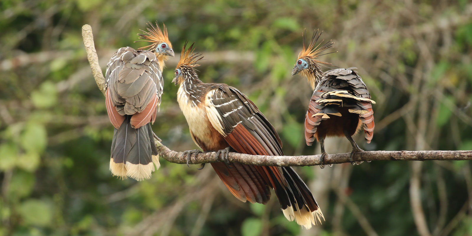 Hoatzing bird of the jungle