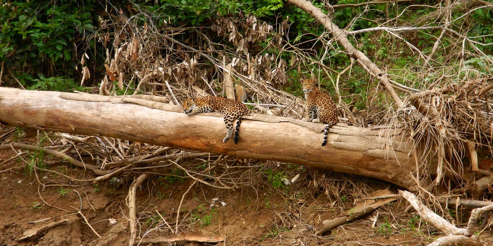 Jaguar in Reserved Zone, Rio Manu