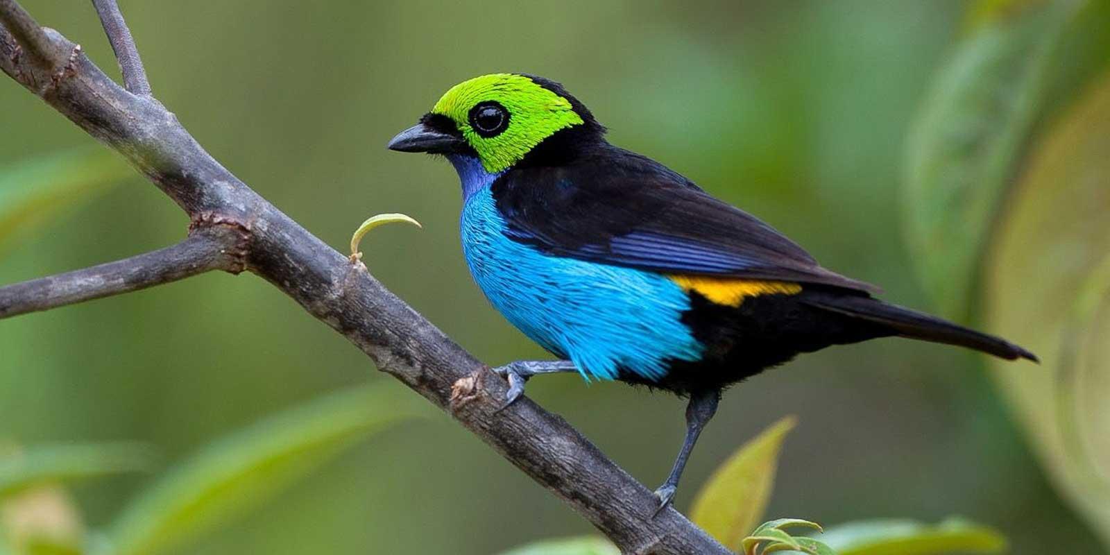 pájaro aturdidor en el bosque nuboso