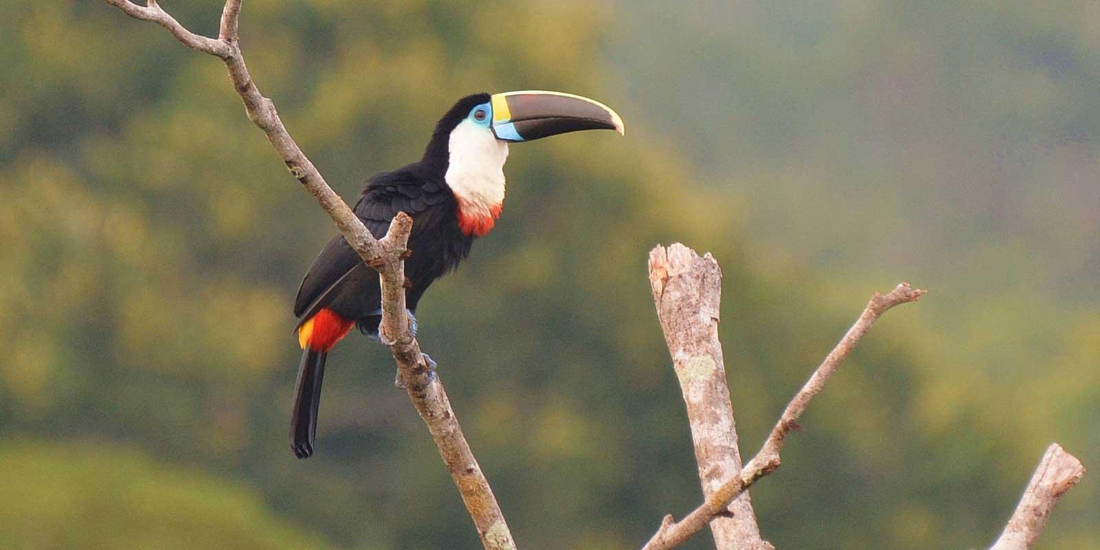 toucan