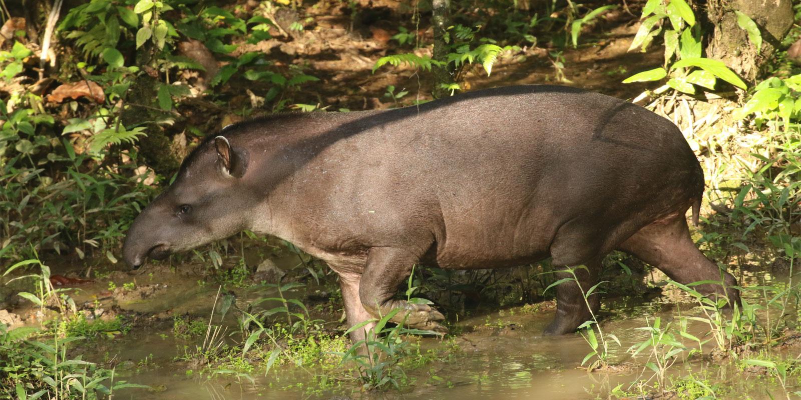 Tapir in Tapir Clay Lick In Bonanza Ecological Reserve