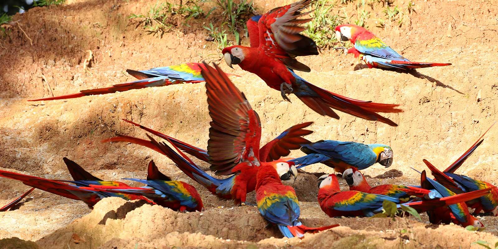 Macaw Clay Lick in Blanquillo Reserve