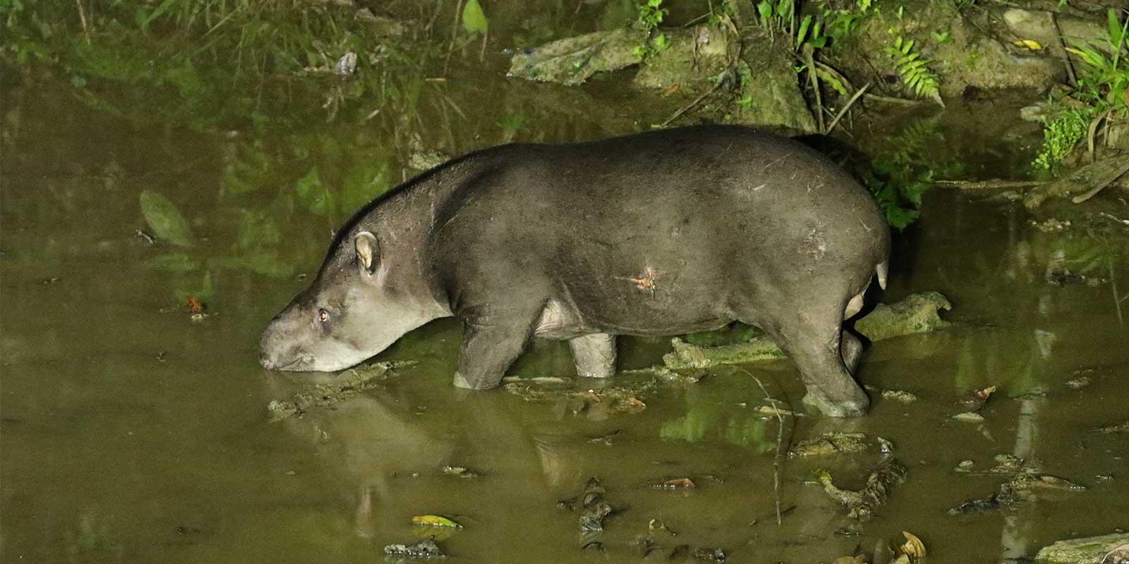Tapir en collpa de Reserva Ecologica Bonanza