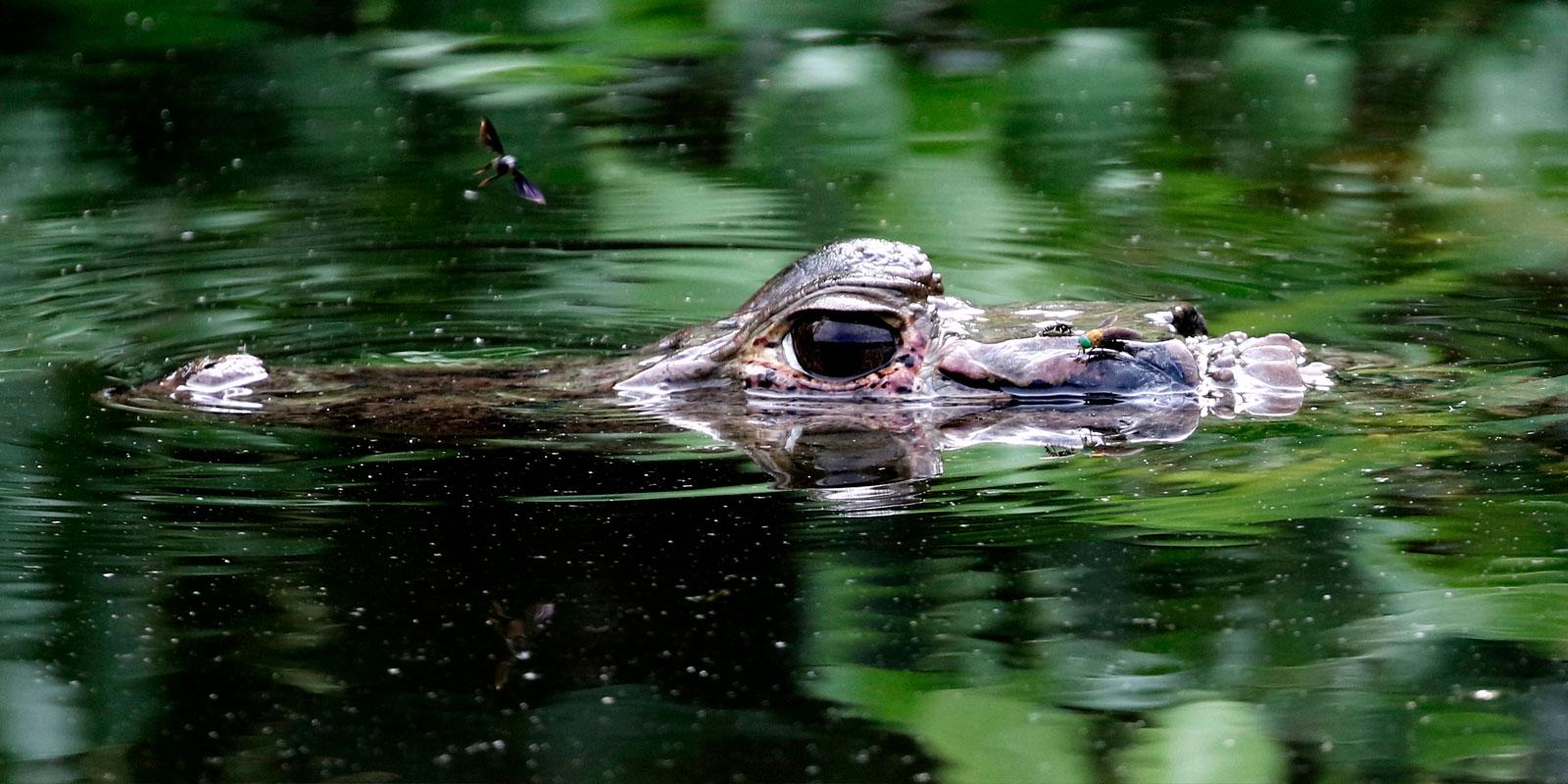 Caiman in Lake salvador In Reserve Zone