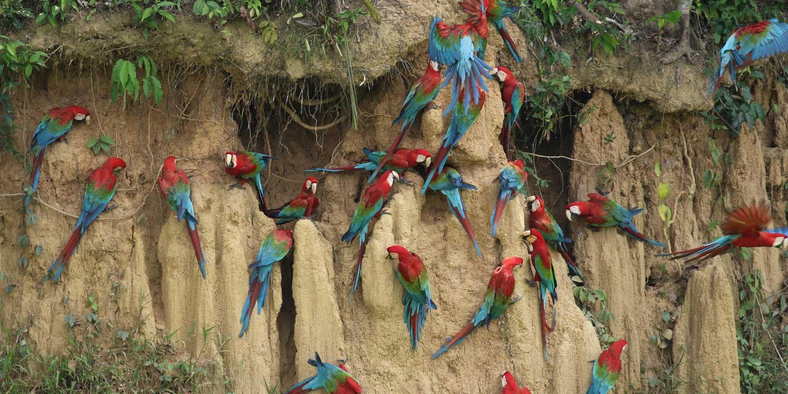 Collpa de Guacamayos en Reserva Blanquillo