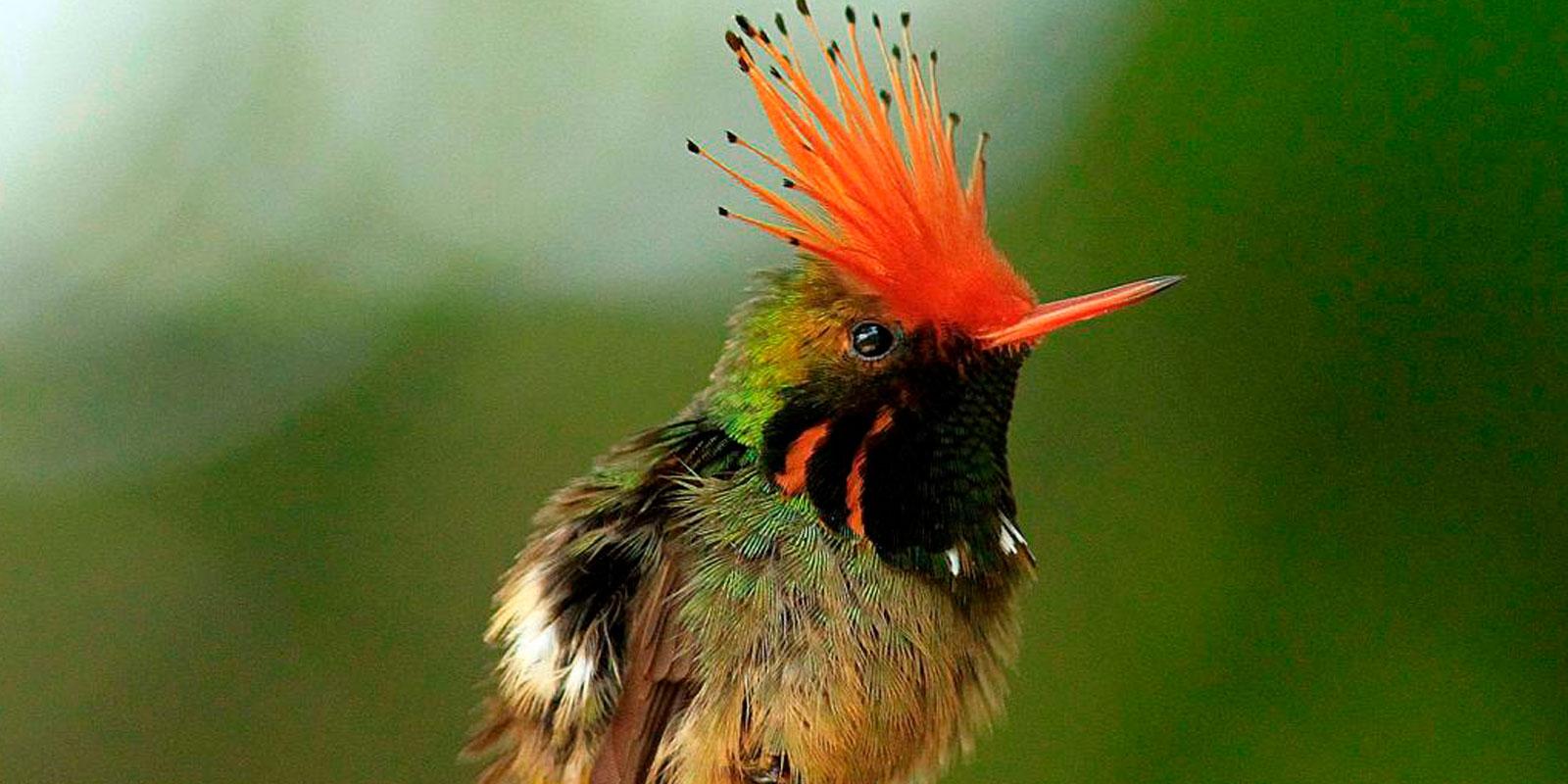 Colibries en Bonanza Ecological Reserve
