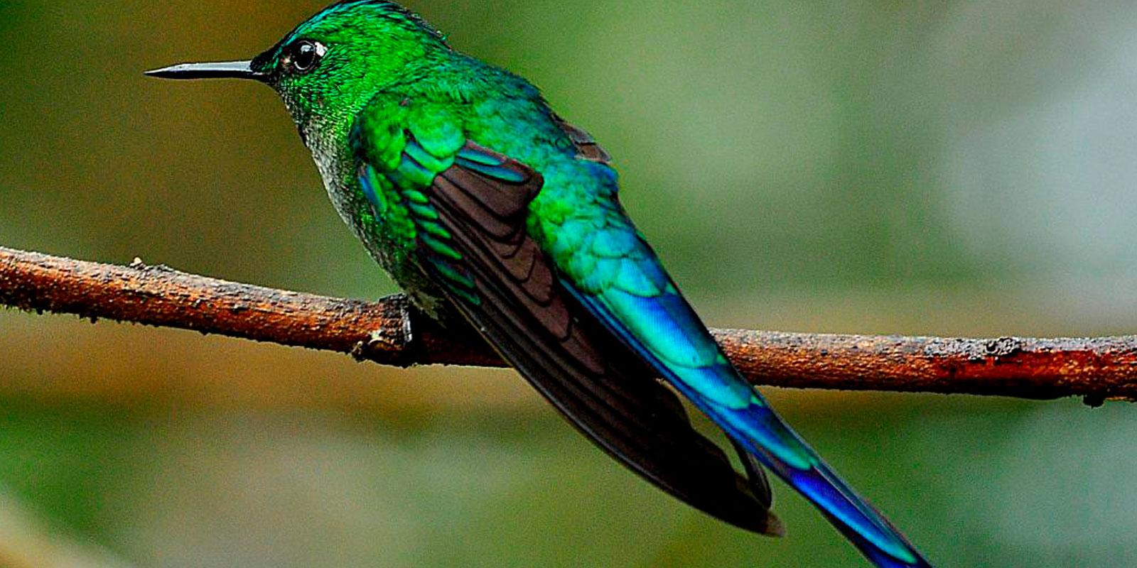 Colibries en Bonanza Ecological Reserve