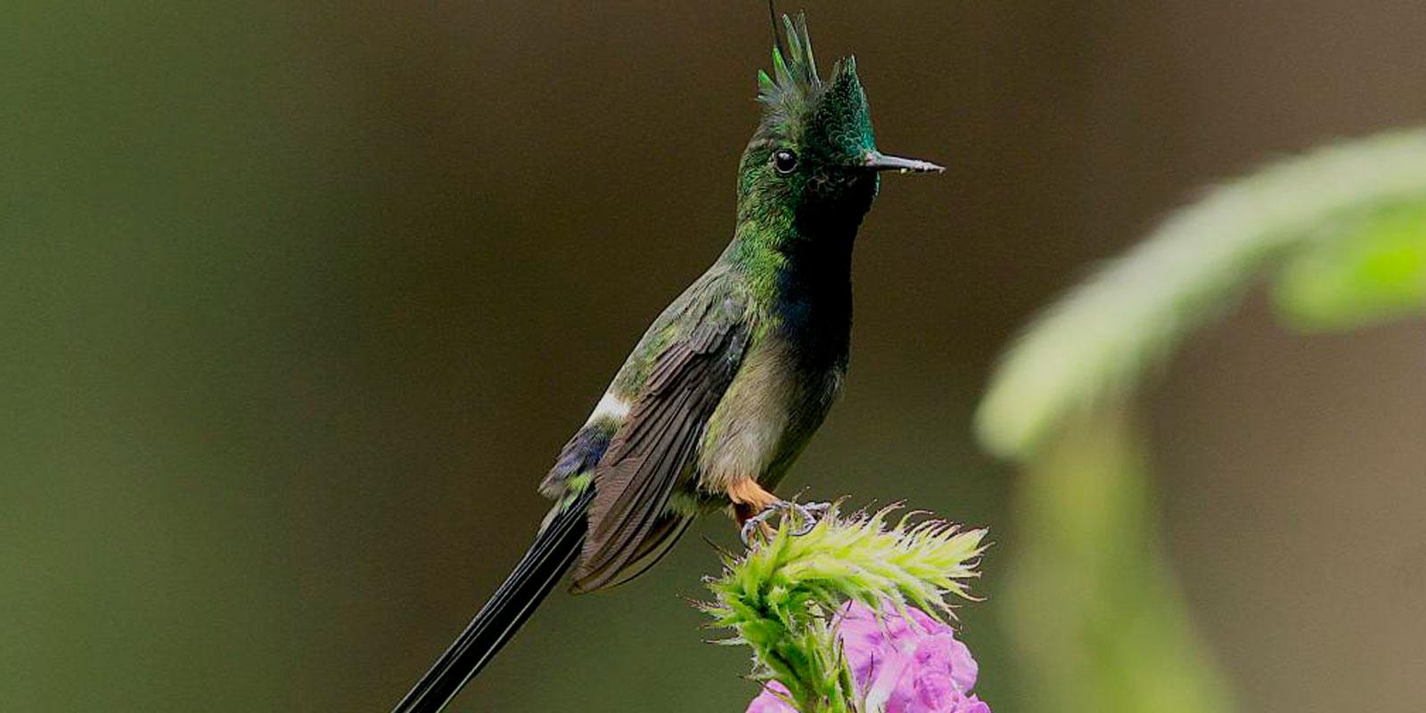 Colibries en Bonanza Ecological Reserve