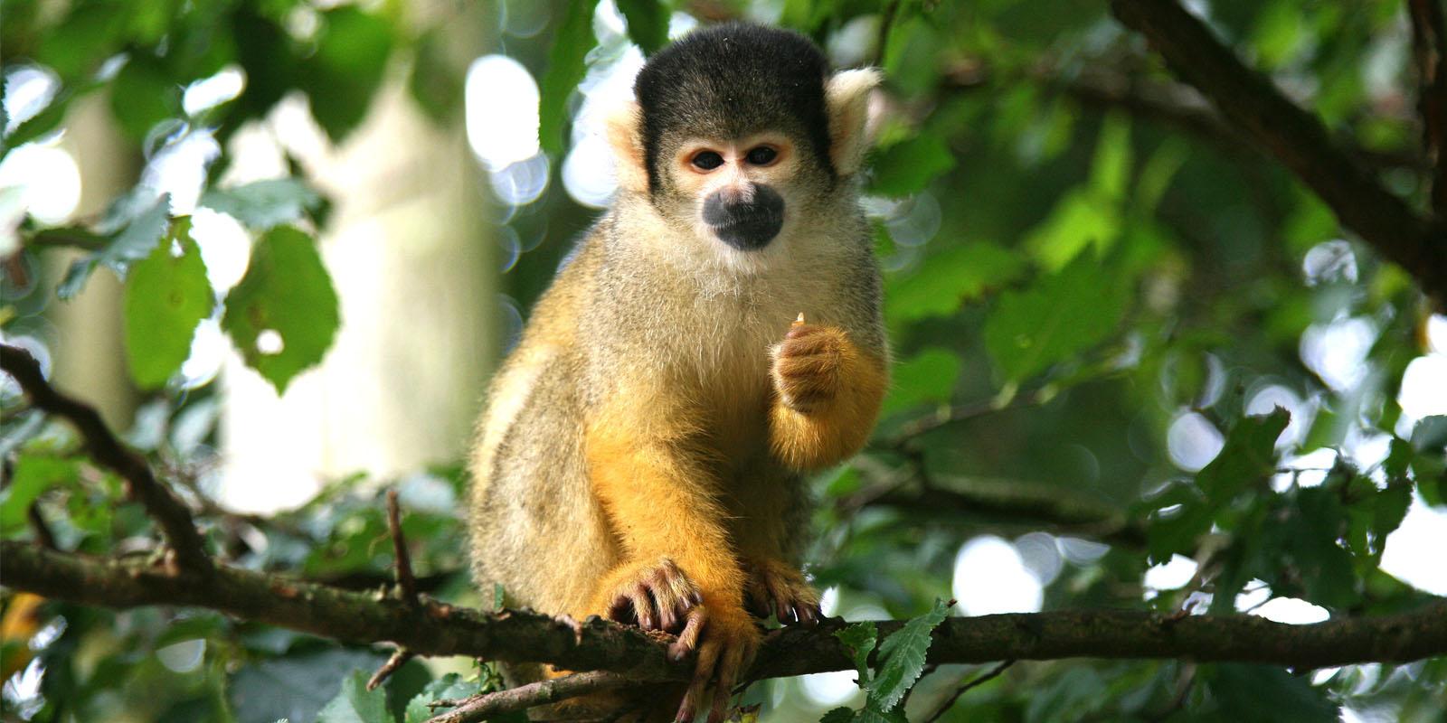 Mono ardilla en Reserva Ecologica Bonanza