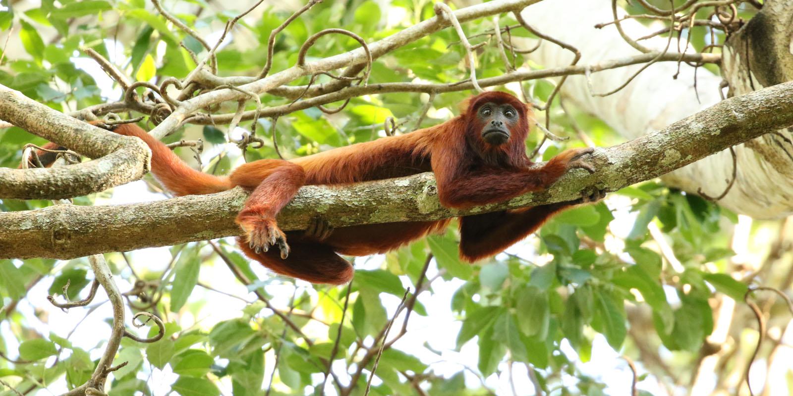 Manu National Park - Peru