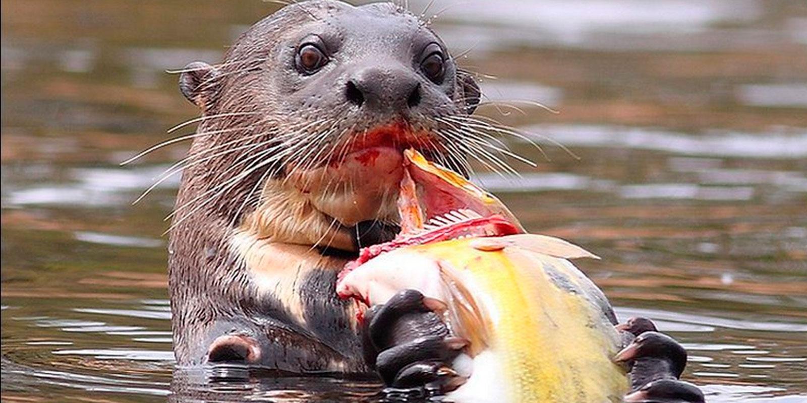 Giant Otter in Cocha Salvador