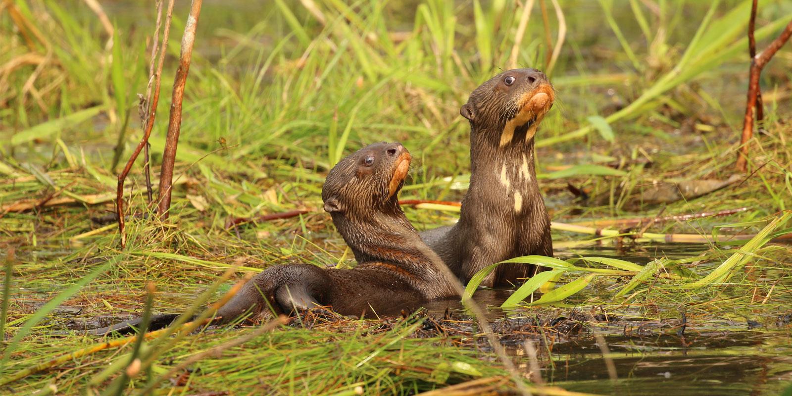 otter