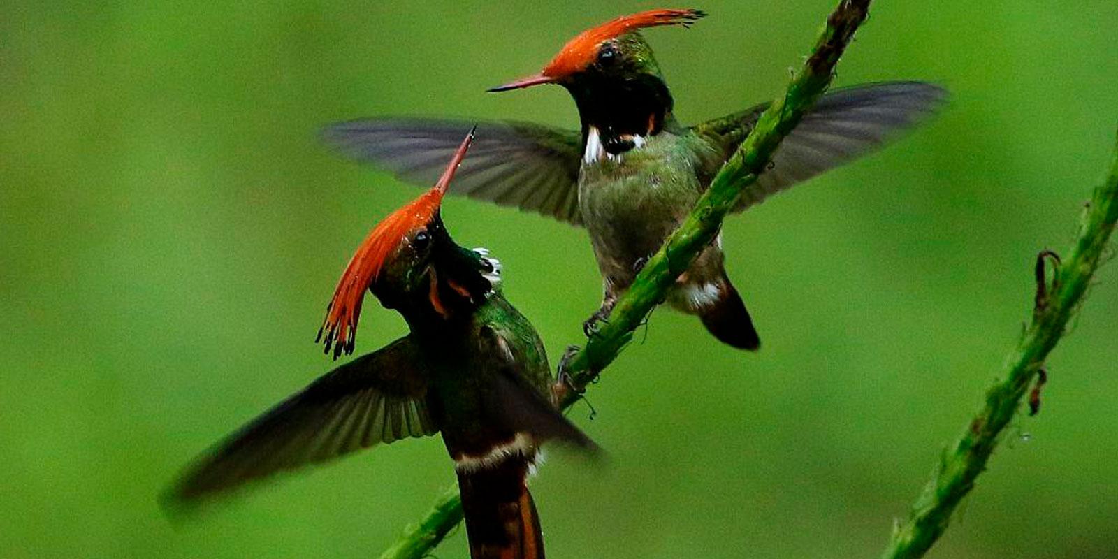 Colibries en Cloud Forest