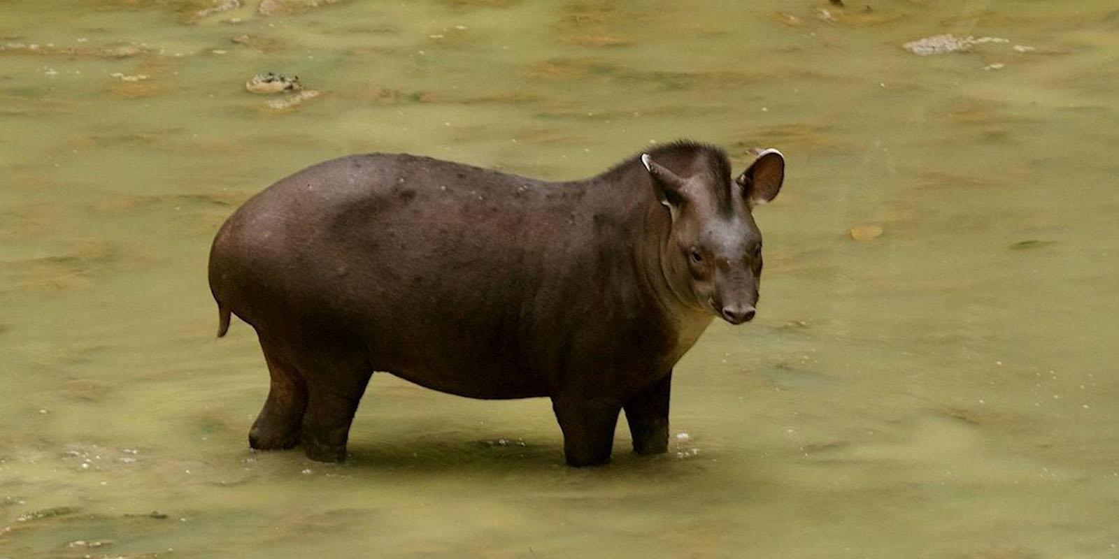 Tapir en collpa de Reserva Ecologica Bonanza